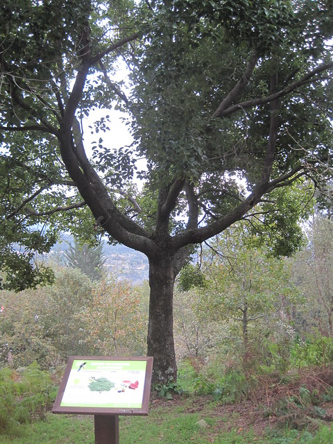 Árbol en la Senda Botánica del Castillo de Sobroso