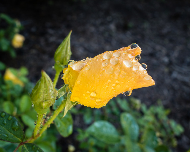 raindrops on roses