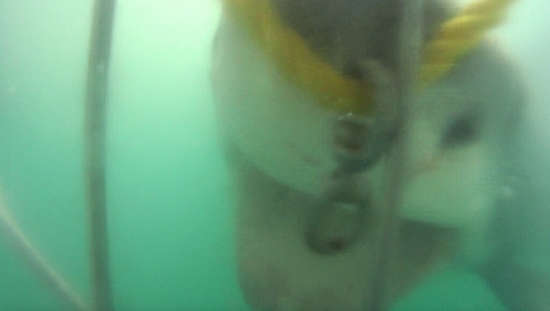 Hermanus: Tiburones y ballenas - Septiembre 2015 en Sudáfrica (11)