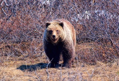 bear animal animals alaska landscape outdoor bears grizzly brownbear grizzlybear lastfrontier jlsphotographyalaska