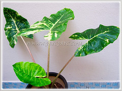 Young plant of Alocasia macrorrhizos 'Variegata' (Variegated Giant Alocasia/Taro/Elephant Ear, Variegated Upright Elephant Ears) at our courtyard, Dec 10 2013