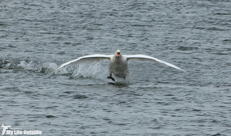 P1150894 - Mute Swan, Broad Water