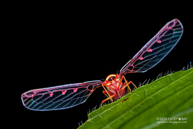 Derbid planthopper (Derbidae) - DSC_9683
