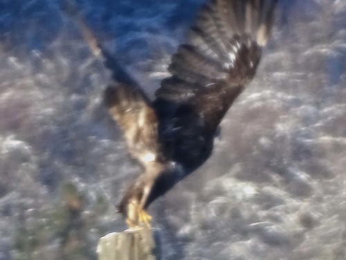 eagle hawk