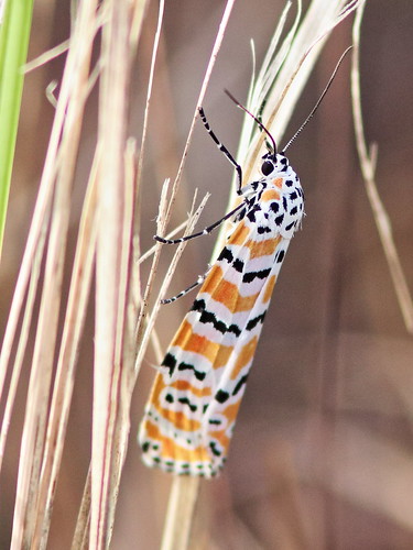 Bella or Rattlebox Tiger Moth -Utetheisa bella 20161204