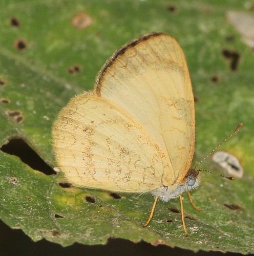 butterfly cyrestinae ecuador jorupe loja melitaeini nymphalidae richhoyer urracalodge