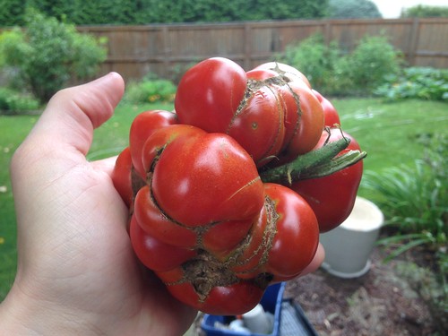 Ugliest Garden Tomato