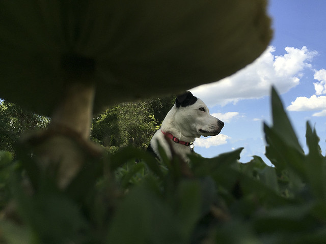 My #puppy Queenie as seen from under a #mushroom - h8074