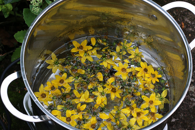 Natural Dyeing with Bidens