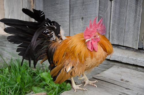 North Shore Trip - August 2015 - Rooster at Historic Fort William