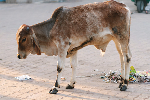 morning india dawn cow gujarat morbi morvi adamcohn wwwadamcohncom