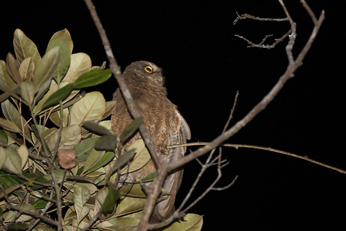 birds indonesia owls lewa sumba strigidae ninoxsumbaensis leastboobook