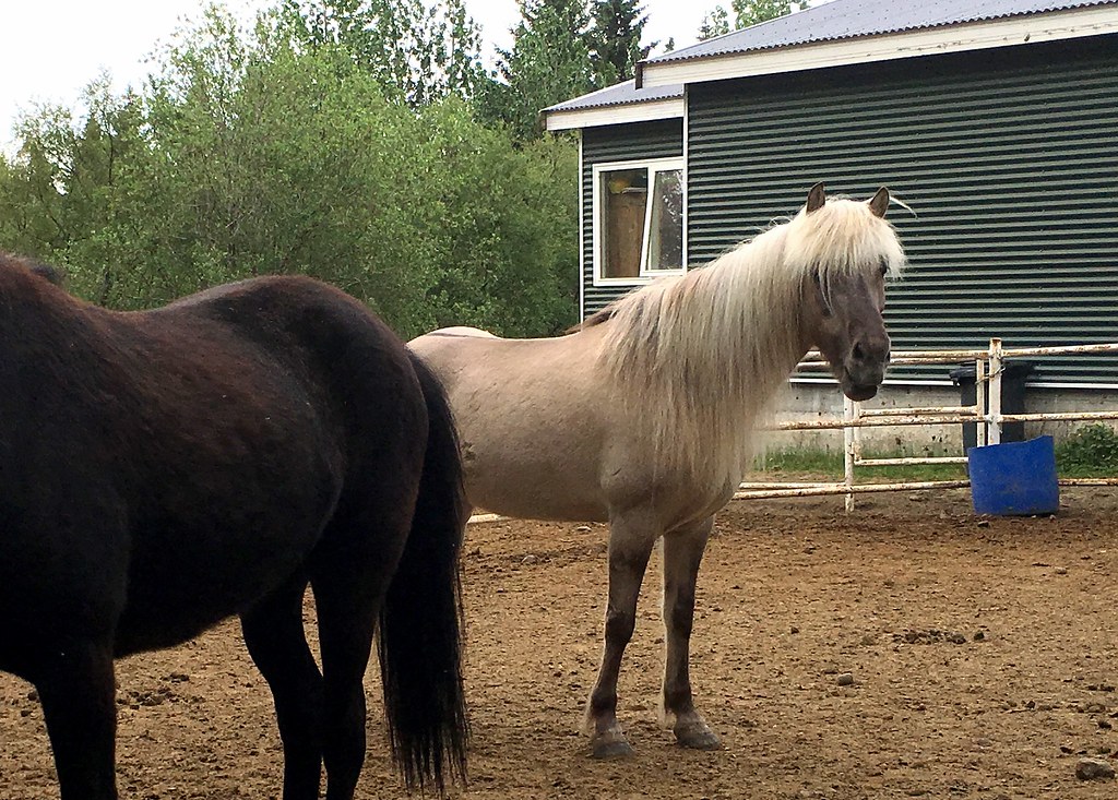 fridheimar-icelandic-horse