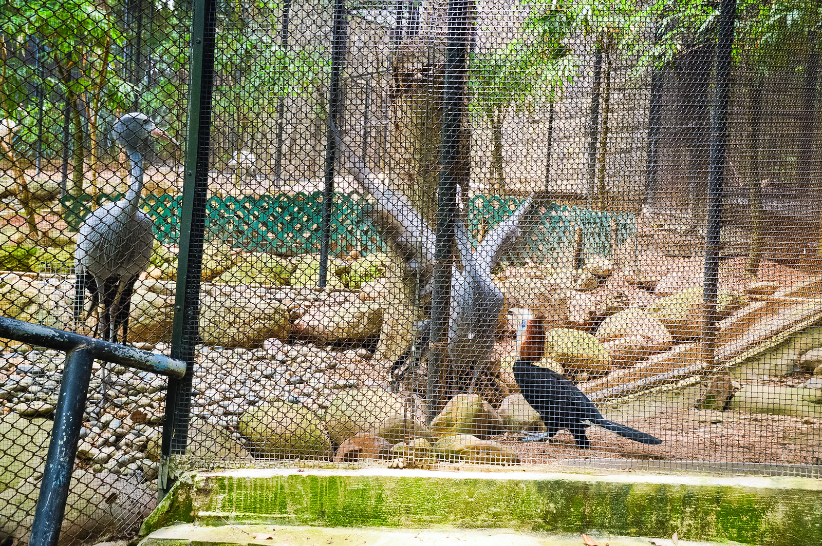 Hong Kong Zoological & Botanical Gardens Blue Crane Fighting