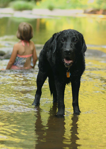 summer dog black water creek lab labrador retriever tidioute nwpa
