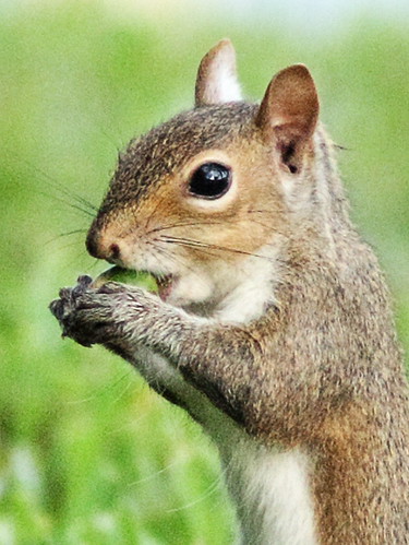 Gray Squirrel 2-20151025