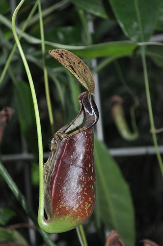 Nepenthes hybrid