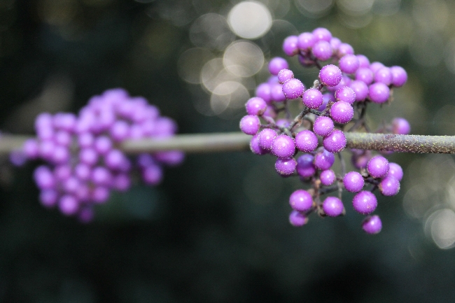 purple berries via lovebirds vintage