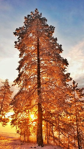 pinetree sunrise finland golden oulu samsunggalaxys4active hämeenjärvi mestapaikka