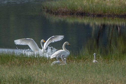 landing swans breeding chicks whooperswan cygnuscygnus sangsvane hekking slettestjønna fugleturjuni2015