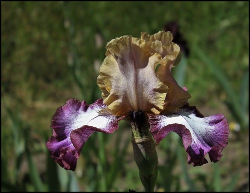Iris Hindu Magic (5)