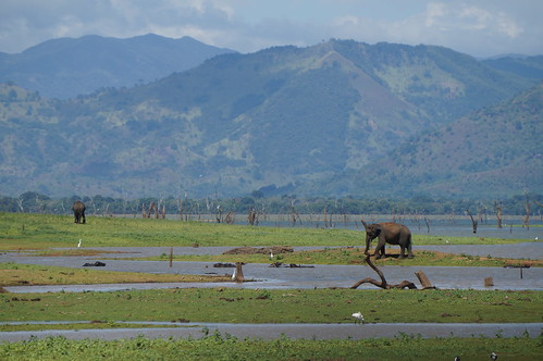 asie srilanka udawalawa