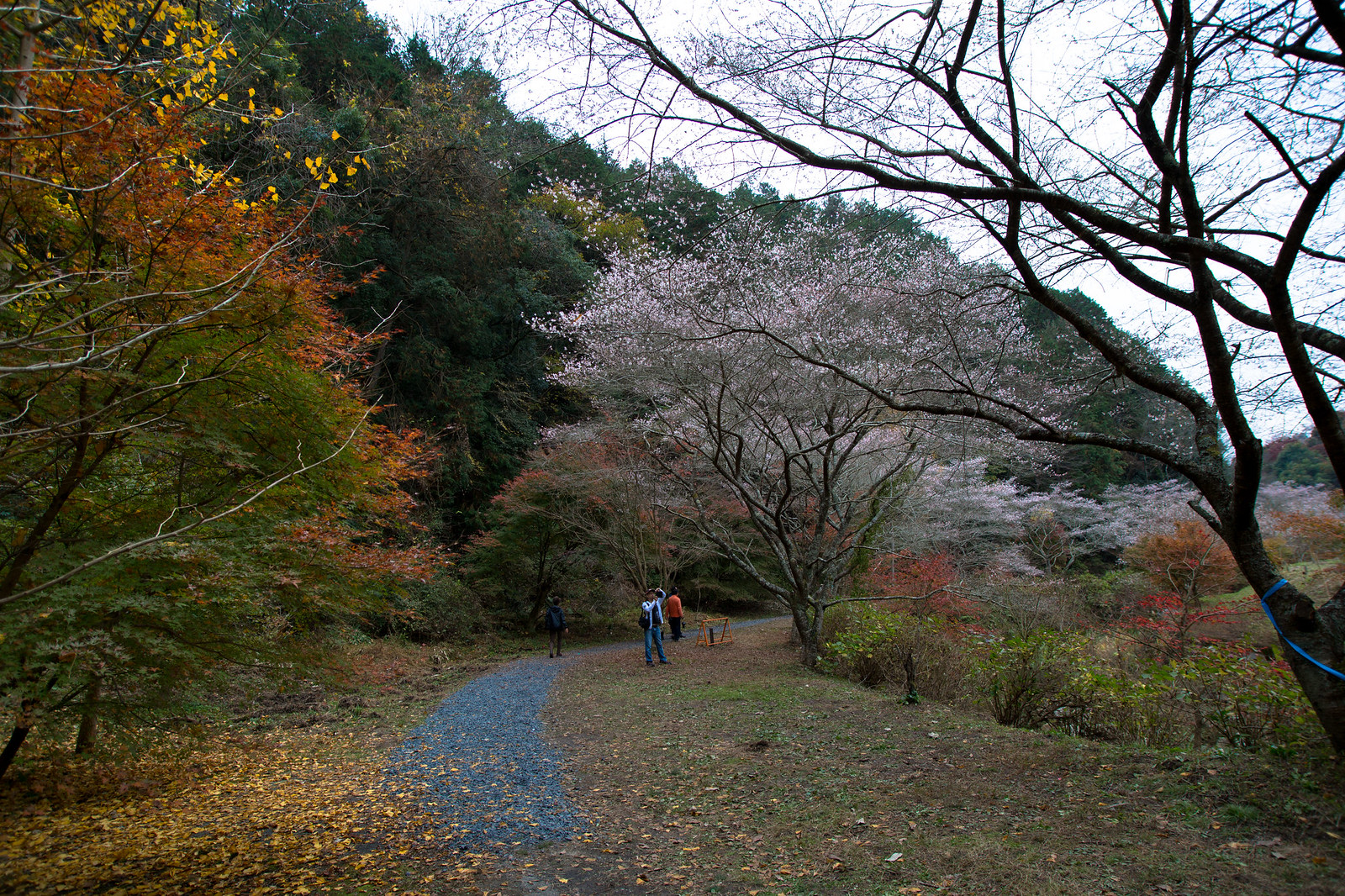 川見四季桜の郷