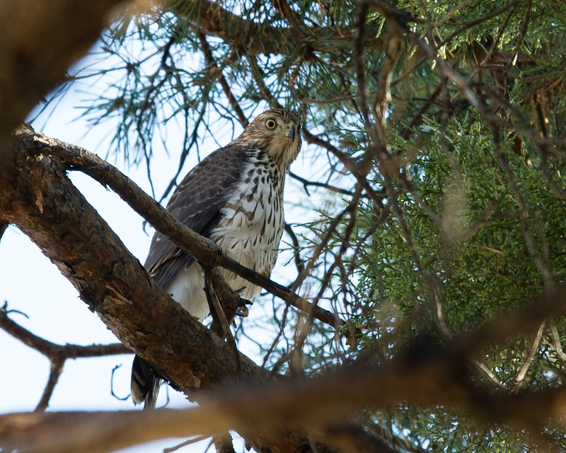 Cooper's Hawk in Tree 1