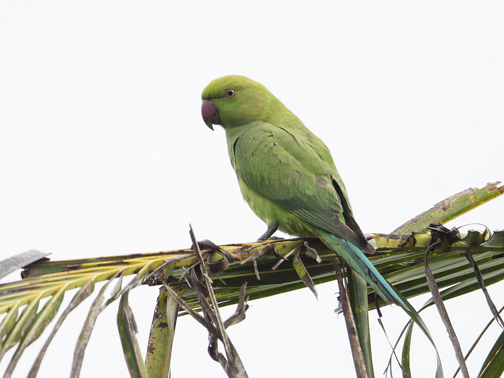 Ring-necked Parakeet    Sri Lanka