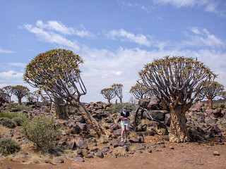 Köcherbäume (Aloe dichotoma) bei Keetmanshoop