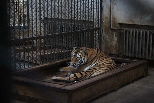 A tiger in cage at Harbin NE Forest Zoo, China August 2012