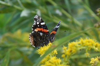 2015-9-18. Red admiral 1