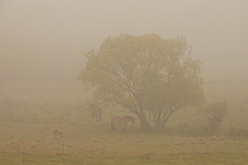 autumn horses mist tree fall nature animals fog landscape view meadow poland polska długopoledolne