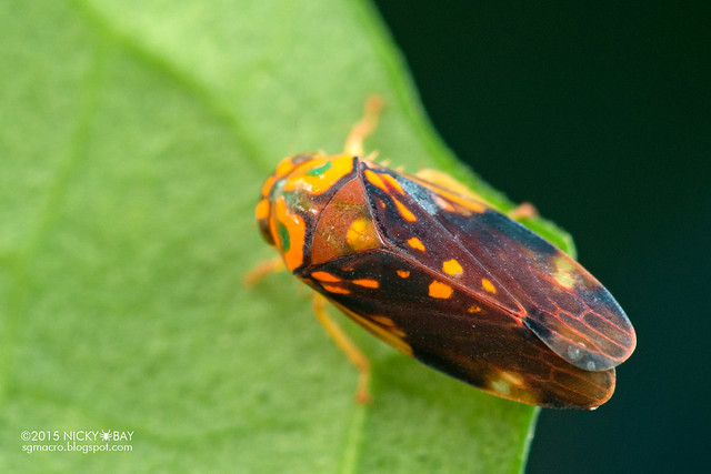 Leafhopper (Cicadellidae) - DSC_8752