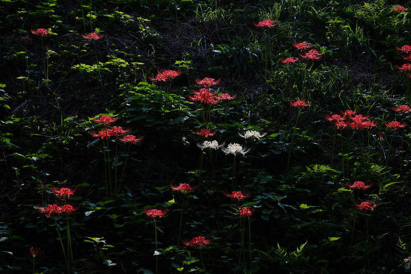 red spider lily field