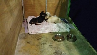 Rosie and Sonia – Rescued from Ansan Dog Farm