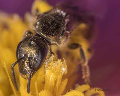 brasil bee polinização asteracea simbiose orgânico halictinae abelhanativa juliopupim abelhasolitaria agrotoxicomata