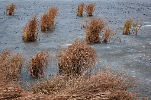 ca winter canada ice water grass reeds landscape photography alberta madden