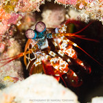 モンハナシャコ（Peacock mantis shrimp）