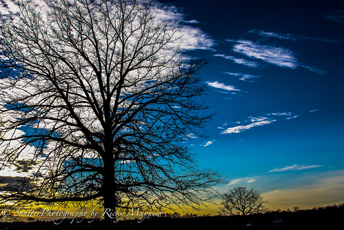 blue trees sunset sky gold canon50d yourbestoftoday