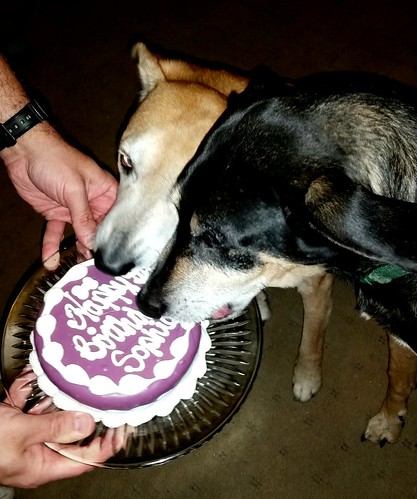 Dog Birthday Cake by The Barkery - Lapdog Creations