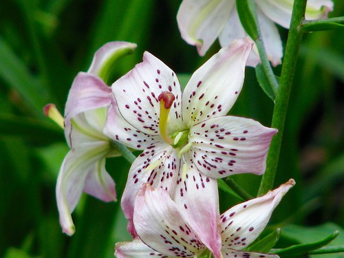 Asiatic Lily: “Corsage”