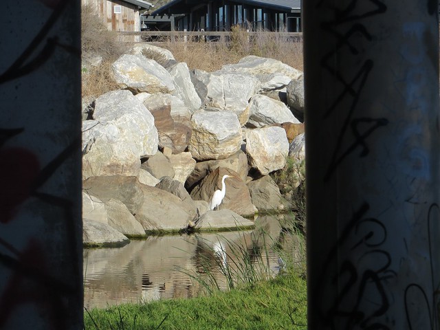 egret at trancas creek