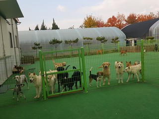 [Update Nov. 11, 2015] Goyang: SaveKoreanDogs’ Rescue from the Whole Dog BBQ House