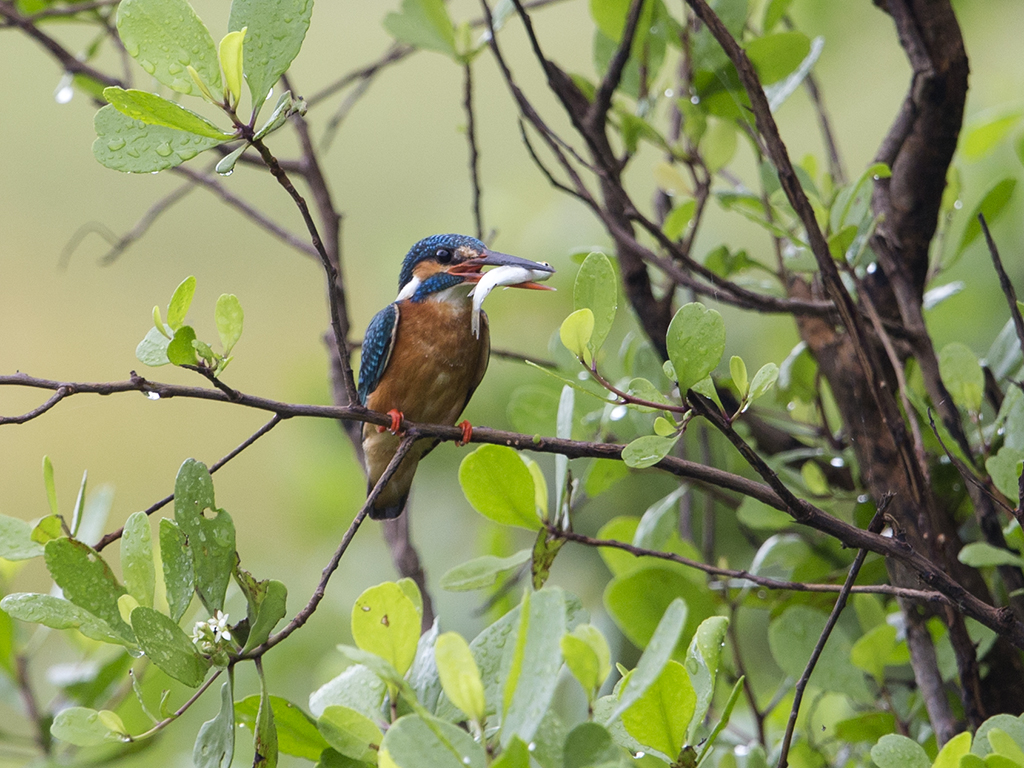 Common Kingfisher    Sri Lanka