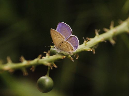 Butterfly-Adyar-Poonga-1