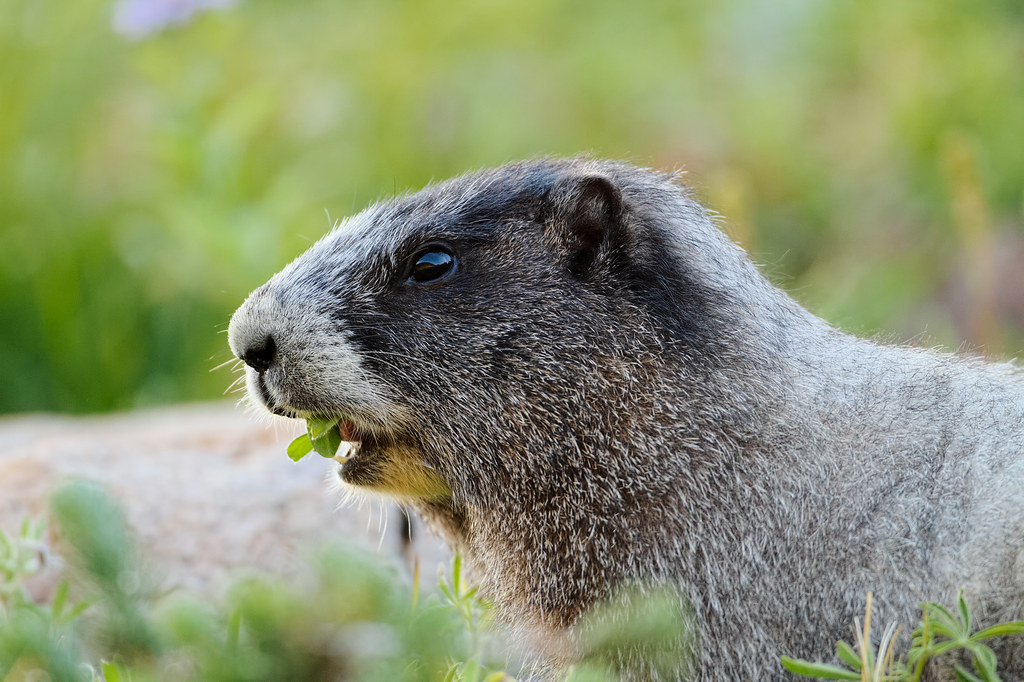 A hoary marmot eats the leaves of wildflowers late in the day in Mount Rainier National Park