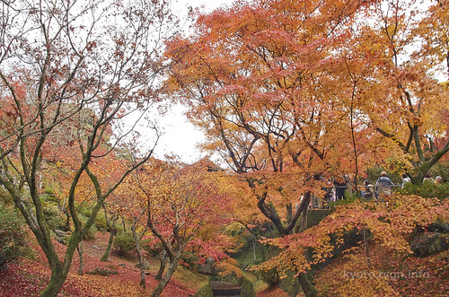 【写真】2014 紅葉 : 東福寺/2019-10-18/IMGP7530