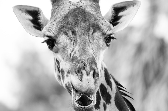 Giraffe close-up B&W