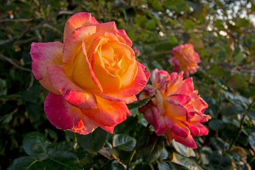 flowers nature rose oregon sunrise golden lovepeace walnuthill